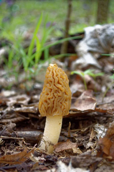 Morel cogumelo closeup — Fotografia de Stock