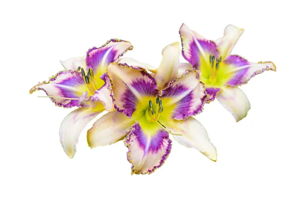 Πολύχρωμα daylily (Hemerocallis) απομονωμένα σε λευκό — Φωτογραφία Αρχείου