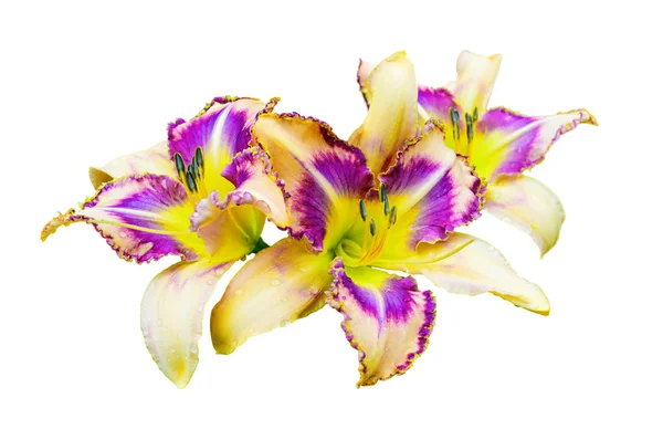 Beautiful multicolored daylily (Hemerocallis) isolated on white — Stock Photo, Image