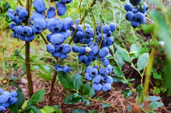 Gren av mogna blåbär närbild — Stockfoto