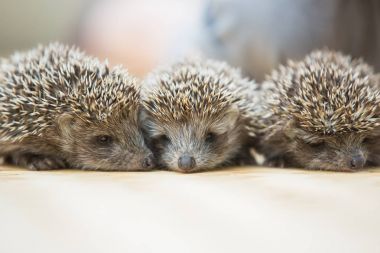 Üç küçük kirpi portre