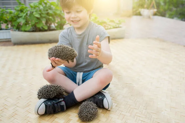 Ragazzino che gioca con riccio — Foto Stock