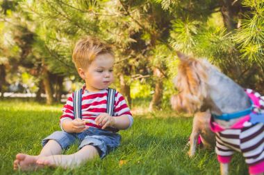 Erkek bebek ve iki yorkshire korkunç