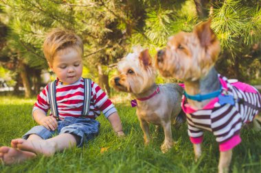 Erkek bebek ve iki yorkshire korkunç