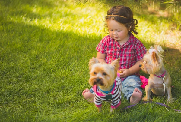 Bébé fille et deux yorkshire terrier — Photo