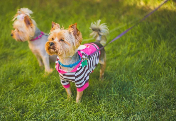 Dois cães terrier Yorkshire — Fotografia de Stock