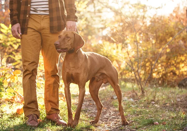 Avcı köpeği — Stok fotoğraf