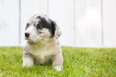 Corgi köpek yavrusu 