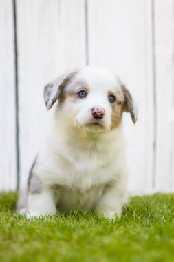 Corgi köpek yavrusu 
