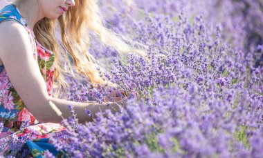 Genç bir lavanta toplayıcısı çiçekleri eski bir makasla keser. Kadının elleri ve mor çiçeklerin çerçevesinde.