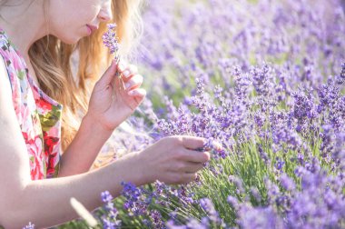 Genç bir lavanta toplayıcısı çiçekleri eski bir makasla keser. Kadının elleri ve mor çiçeklerin çerçevesinde.