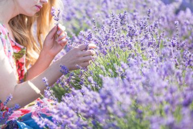 Genç bir lavanta toplayıcısı çiçekleri eski bir makasla keser. Kadının elleri ve mor çiçeklerin çerçevesinde.