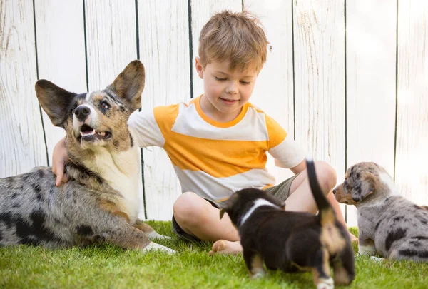 Little boy and corgi puppies — Stok fotoğraf