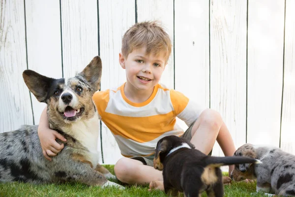 Little boy and corgi puppies — Stok fotoğraf