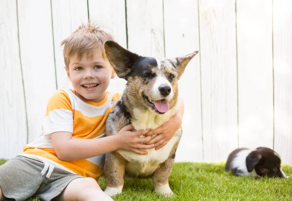 Menino e filhotes de corgi — Fotografia de Stock