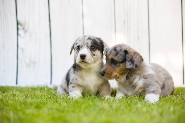 Corgi valpar — Stockfoto