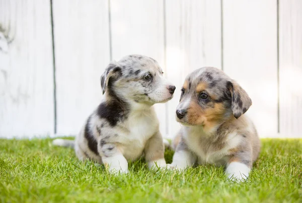 Corgi puppy 's — Stockfoto