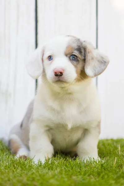 Corgi puppy — Stockfoto