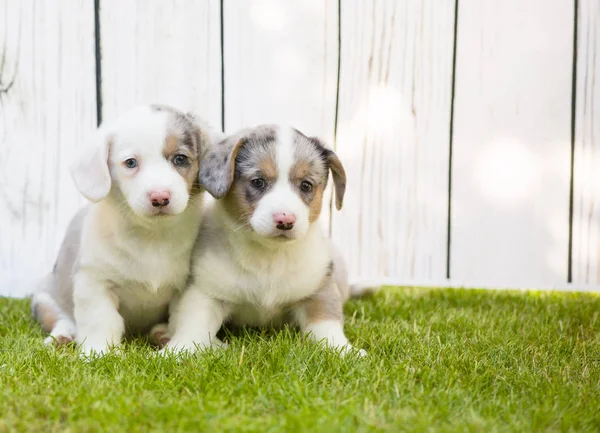 Filhotes de corgi — Fotografia de Stock