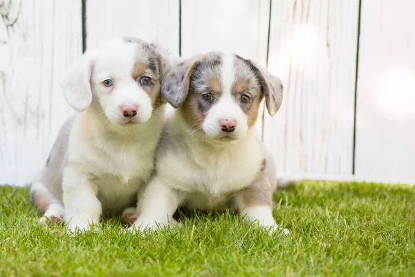 Corgi puppy 's — Stockfoto