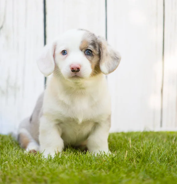 Corgi κουτάβι — Φωτογραφία Αρχείου