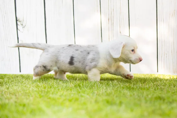 Corgi puppy — Stock Photo, Image