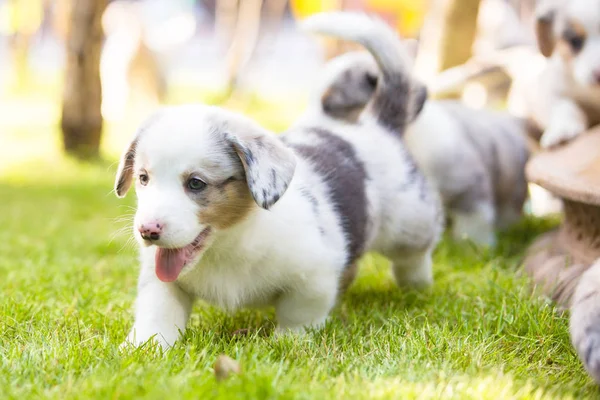 Corgi valpar — Stockfoto