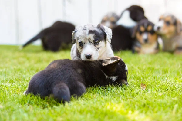 Szczenięta corgi — Zdjęcie stockowe