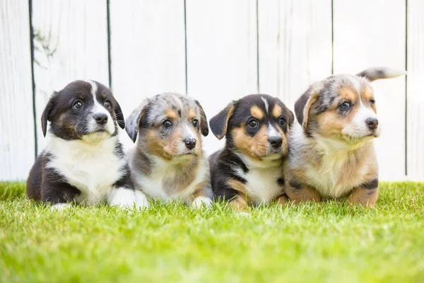 Corgi puppies — Stock Photo, Image