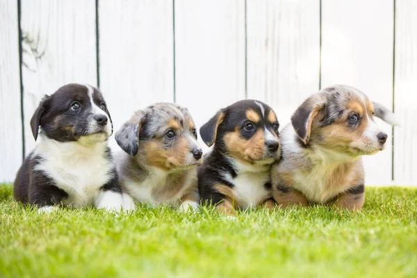 Cachorros Corgi —  Fotos de Stock