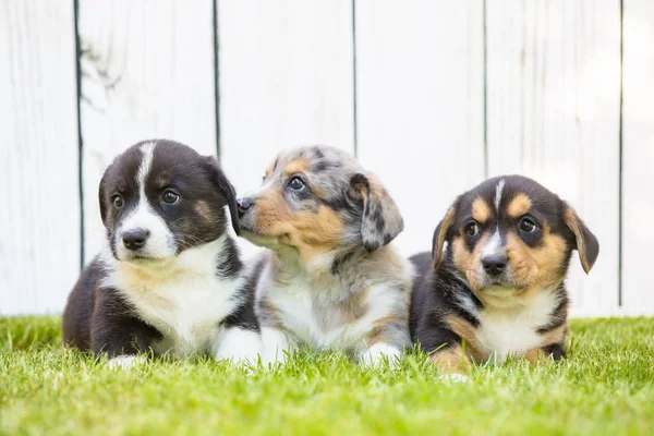 Corgi valpar — Stockfoto