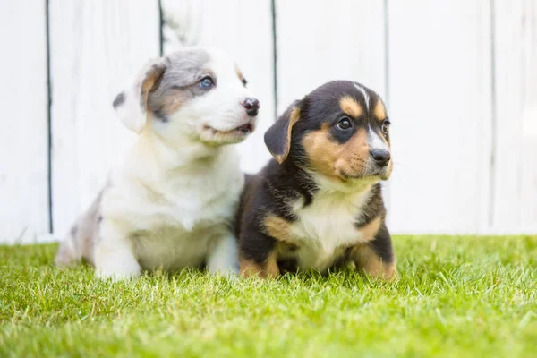 Corgi valpar — Stockfoto