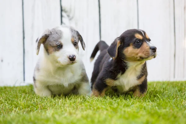 Szczenięta corgi — Zdjęcie stockowe