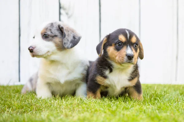 Filhotes de corgi — Fotografia de Stock