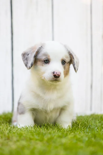 Corgi puppy — Stockfoto