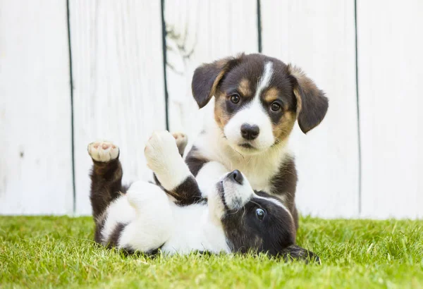 Catelusi Corgi — Fotografie, imagine de stoc