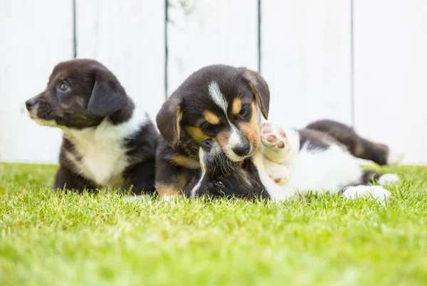 Szczenięta corgi — Zdjęcie stockowe