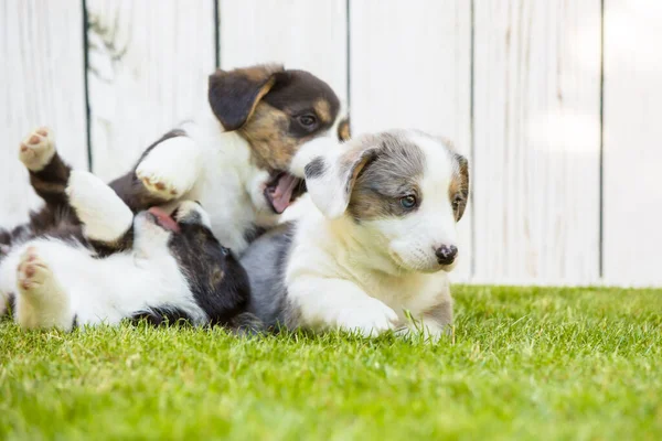 Filhotes de corgi — Fotografia de Stock