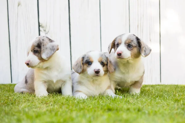 Corgi valpar — Stockfoto