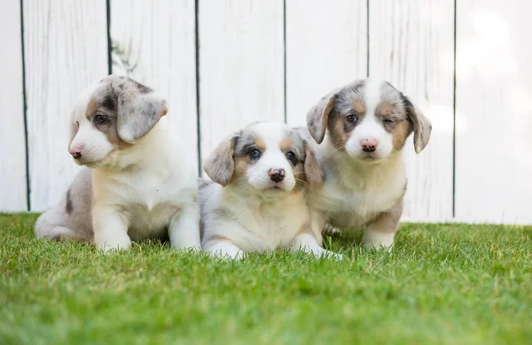 Corgi puppies — Stock Photo, Image
