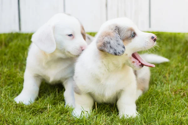 Corgi puppies — 스톡 사진