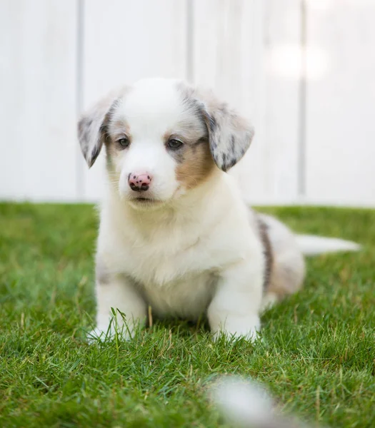 コーギー子犬 — ストック写真