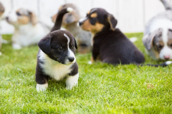 Corgi puppies — 스톡 사진