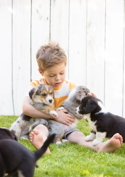 Little boy and corgi puppies — Stock Photo, Image