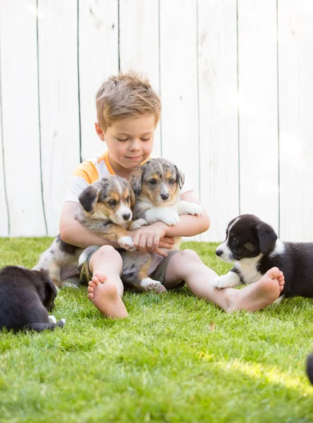 Little boy and corgi puppies — Stockfoto