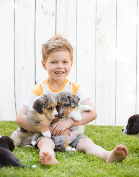 Little boy and corgi puppies — Stock Photo, Image