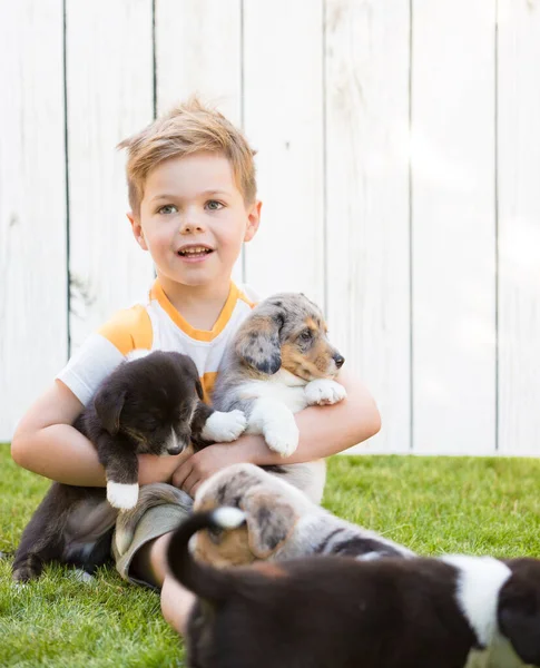 Petit garçon et chiots corgi — Photo