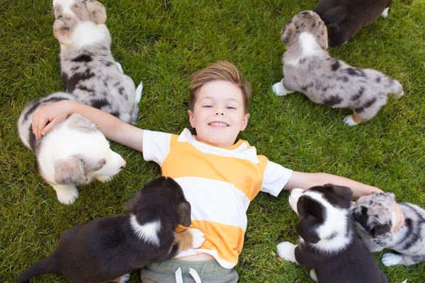 Kleine jongen en corgi puppy 's — Stockfoto