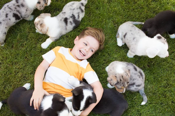 Menino e filhotes de corgi — Fotografia de Stock