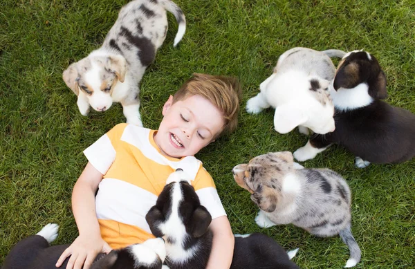 Petit garçon et chiots corgi — Photo